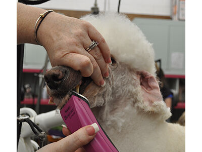 Back to Poodle Basics